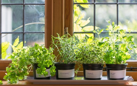 Grow Vertical Veggies in an Apartment- Ann Arbor Apartments managed by CMB