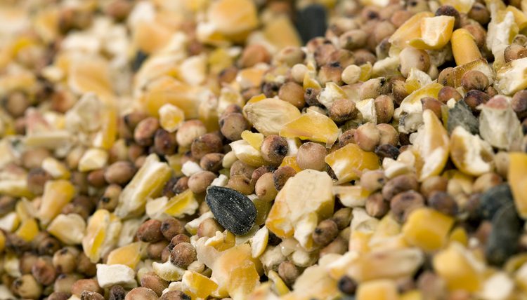 Bird Seed Cake Recipe for your Apartment Patio- Ann Arbor Apartments managed by CMB