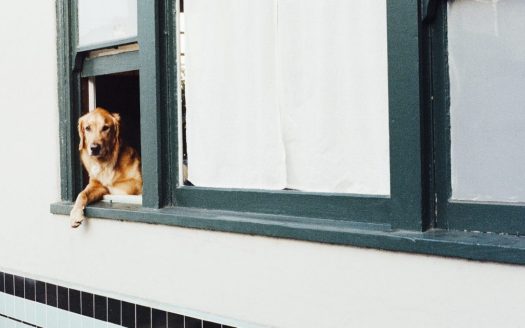 How to keep your Furry friend Happy in a Small Apartment- Ann Arbor Apartments managed by CMB